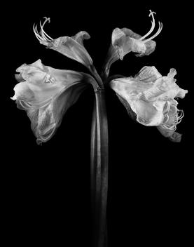 Lily Flower On Black