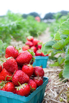 pint box of strawberries at organic farm
