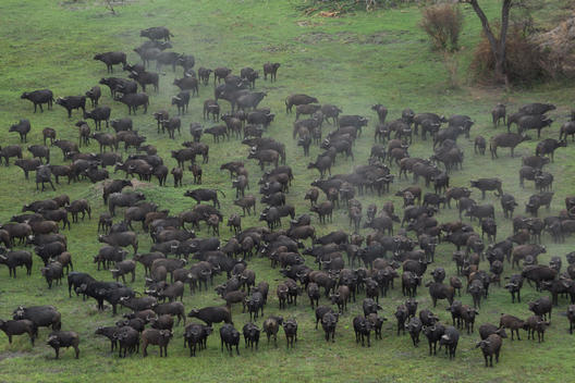 Aerial view of a herd of buffalo, Okavango Delta, Chobe National Park, Botswana, Africa