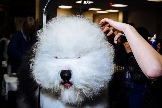 Swagger, the best in breed English sheepdog, gets a blowout before competing for best in group at the Westminster Kennel Club Dog Show. He won and moved on to best in show.