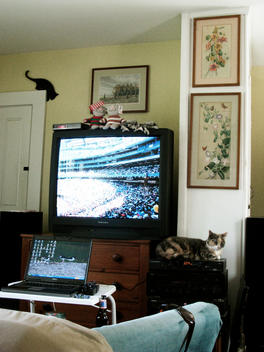 Television, laptop and a cat in a living room.