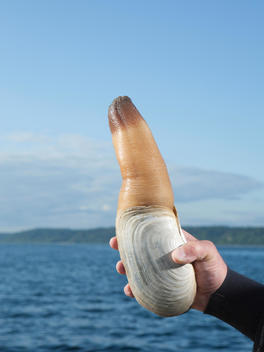 Hand holding a geoduck in front of a lake