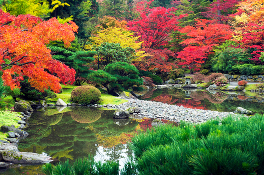 Still ponds in Japanese garden