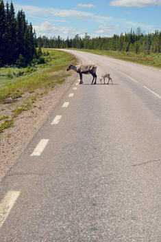 Sweden, Arvidjaur, Reindeer mother with young animal crossing road