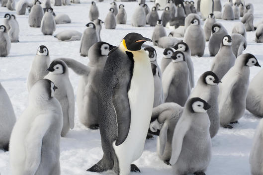 A group of Emperor penguins, one adult animal and a large group of penguin chicks. A breeding colony.