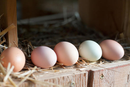eggs of all different colors from different breeds of chickens at Imani Garden chicken coop