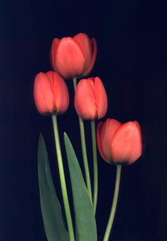 Still-Life Of Red Tulips
