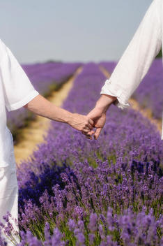 Caucasian couple holding hands in lavender field