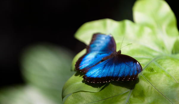Blue morpho butterfly, Morpho Peleides, on leave