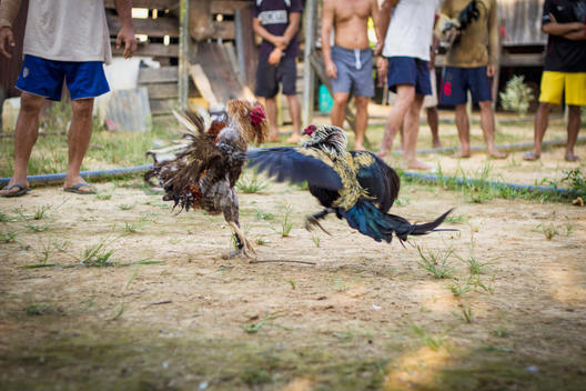 Malaysia, Sarawak, Men gathered around cock fight