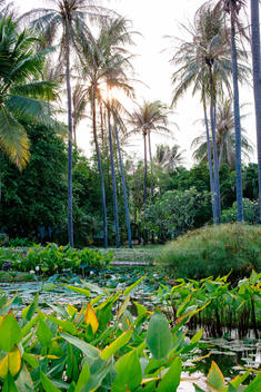 Lotus pond with palms as backdrop