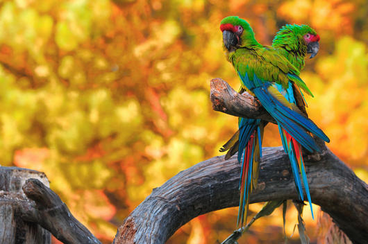 Patchwork Family. Ara Ambigua Macaws, Ara ambiguus, Buffon\'s Macaw, Great Green Macaw.