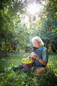 Older woman picking fruit