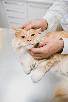 Veterinarian examining cat in vet?s surgery