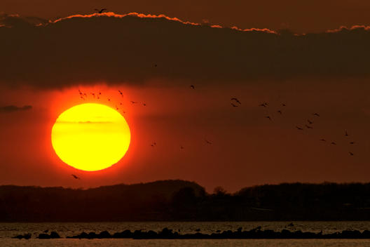 Germany, Schleswig-Holstein, Sunset and flight of birds