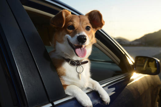 A happy Pembroke Welsh Corgi dog sticking hishead out the window of a blue car, enjoying the ride,
