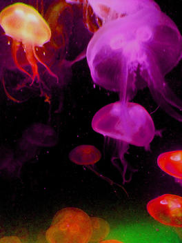 Pink And Red Jellyfish On Black Background