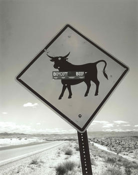 Cattle Road Sign With Protect Sticker, Caliente, California, Usa.