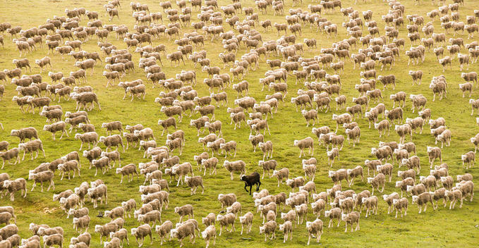 a black sheep in group of many sheeps