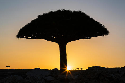 Silhouette of Dragon\'s blood tree at sunset