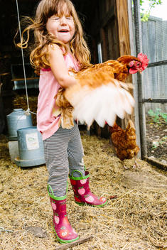 Little girl holding chicken with wings flapping.