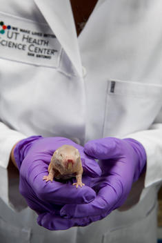 A naked mole rat is being held by a scientist with gloved hands
