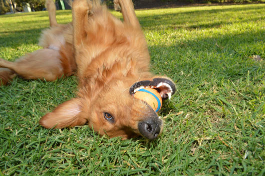 A happy, playful Golden Retriever dog rolls on the grass with a ball in his mouth.
