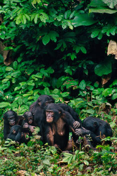 Mother and infant bonobos grooming, Pan paniscus, Congo, DRC, Democratic Republic of the Congo