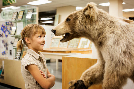 Caucasian girl examining stuffed bear in museum