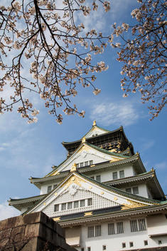 cherry blossoms, Osaka Castle
