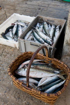 The catch of the day, Fish arranged in baskets in the local fishing village.