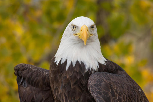 Portrait of Bald Eagle (Haliaeetus leucocephalus) looking straight into camera, against yellow and green leaves.
