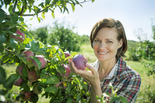 A woman in a plaid shirt picking apples from a laden bough of a fruit tree in the orchard at an organic fruit farm.