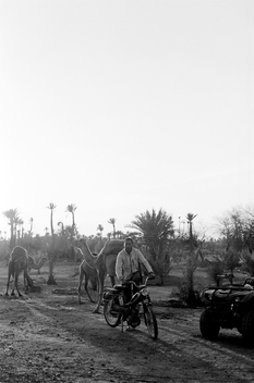 A man on a scooter with camels and palm trees in the background