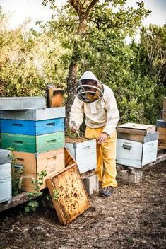 Man in beekeeper dress working on hive full of bees