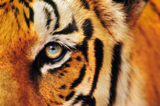 Bengal tiger face, Panthera tigris tigris, Western Ghats, India