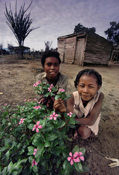 Girl with periwinkles collected for export to pharmaceutical companies, Madagascar