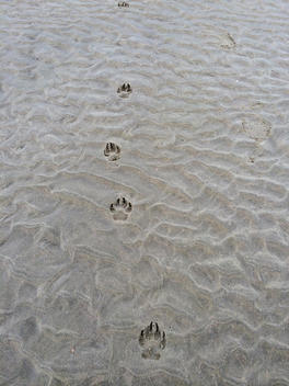 Belgium, Flanders, dog tracks at the North Sea beach