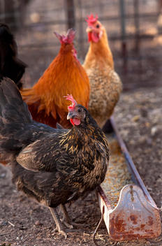Three chickens feeding in barnyard