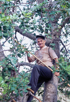 Man Laboring In A Tree