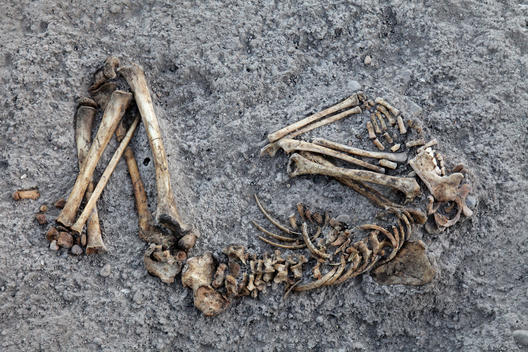 Found human skeleton in the pre-historic excavation in one of the tumulus in the city of Nigde.