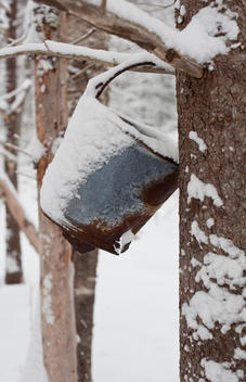 Bucket Hanging From Tree In Woods in the snow