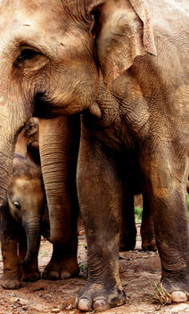 elephants mom and baby protection