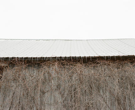Wooden barn with a metal roof in winter with vines growing up the wall.