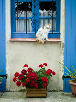 cat and blue shutters