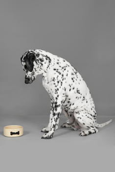 Studio portrait of dalmatian dog staring at empty dog bowl