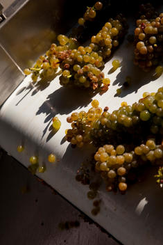 Grapes being processed prior to fermentation.