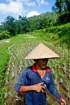 A rice farmer wearing a straw hat tends his field in Bali.