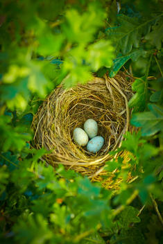 Close up of bird\'s eggs in nest