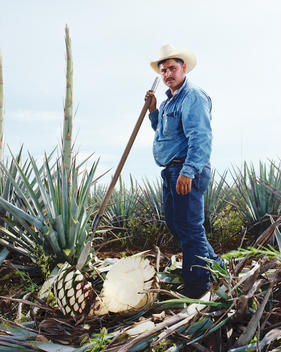 A Mexican worker for Tequila Herradura rests his shovel on an agave plant